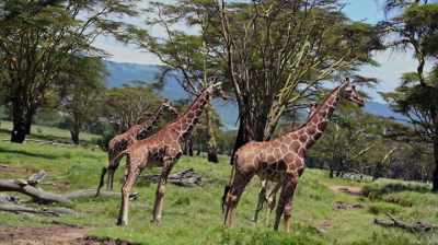I was really excited
and I remember thinking, - The Woman Who Loves Giraffes