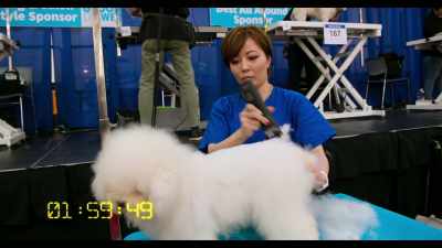 I really like the beginning of the contest - Dogs