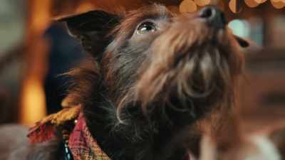 I really think
that there's a level of validation - Inside the Mind of a Dog