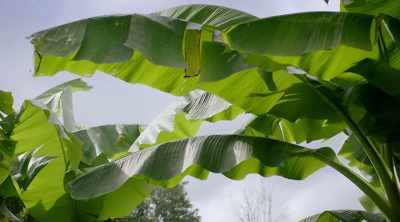 I really want banana trees
in our backyard - Homegrown
