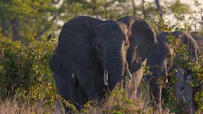 I remember hearing all the
sounds before coming round the corner. - In the Footsteps of Elephant