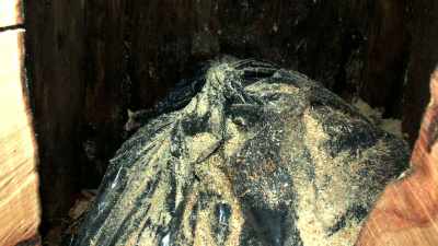 - I remember investigators
\h\h\h\hsaying they brought - Interrogation Raw
