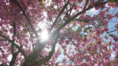 I remember seeing
cherry blossoms, - Lorena