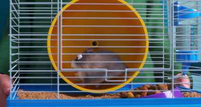 I run, and I run,
and I run, and I run, - The Secret Life of Pets 2