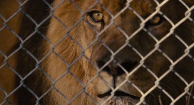 I said human interaction - We Bought a Zoo