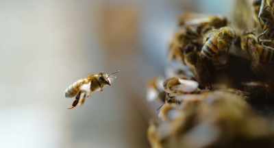 I said to my friend
from the EPA, - The Pollinators