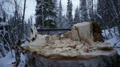 I saved my cabin, and also,
I got pretty much all of - Life Below Zero: Next Generation