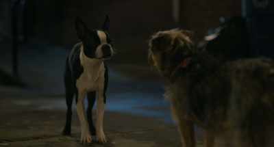 I once saw a dog
that was half Labrador - Strays