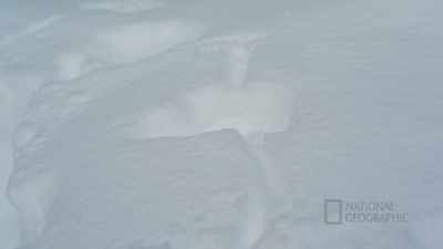 I see fresh tracks right here, - Life Below Zero: First Alaskans