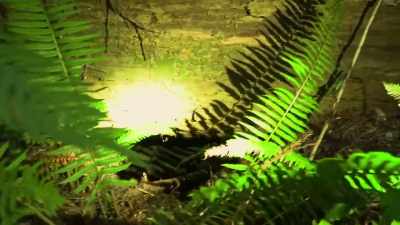  I see this giant
 down tree and beneath it,
 there's this gap - Expedition Bigfoot