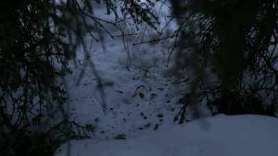 I see where he'd been
eating spruce cones. - Life Below Zero: Next Generation