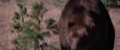 I see him, I see him! - Grizzly