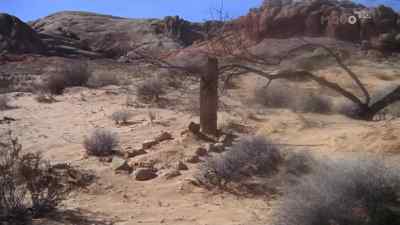 I see tragedy has already struck this cactus Eden - The Ballad of Cable Hogue