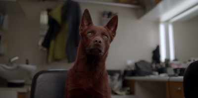 I should just throw it out, - Koko: A Red Dog Story