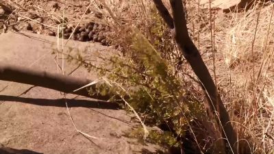       Since max is gone today, - Naked and Afraid