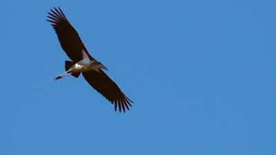I soar through the air with my big beak! - Absurd Planet