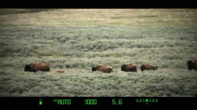 - I spent a lot of
time thinking about - Yellowstone: One-Fifty