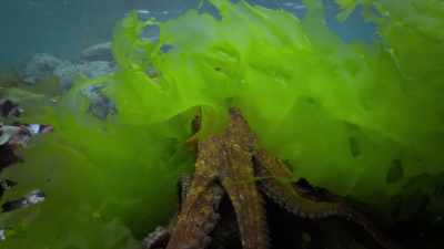 I started to see
pretty extraordinary things. - My Octopus Teacher