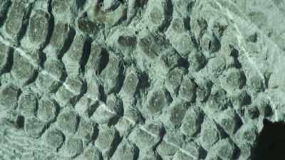 i-still-collect-fossils - Attenborough and the Sea Dragon