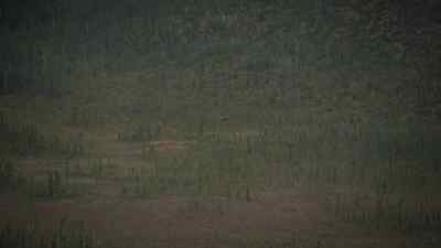 I still haven't seen one bull. - The Last Alaskans