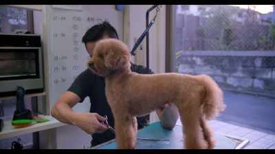 I still wanted to work with animals, - Dogs