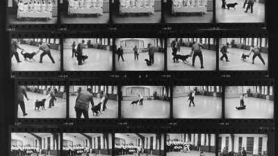 I was surprised to see them
training German Shepherd dogs. - A Choice of Weapons: Inspired by Gordon Parks