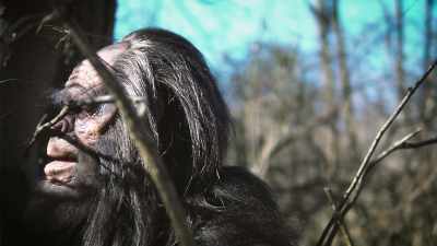 - I suspect that's going
to happen at some point. - Secrets of the Sasquatch