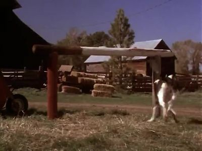 I swear I'll never eat a McNugget again - Homeward Bound: The Incredible Journey