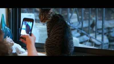 I talk to Pam on her Facebook, - Cat Daddies
