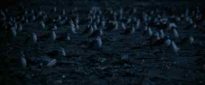 I tell you he is the devil! - Jonathan Livingston Seagull