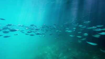 I had the opportunity
to go underwater - Sharkwater Extinction