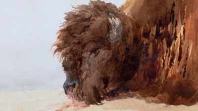 "I had the pleasure
of first putting hands - The American Buffalo