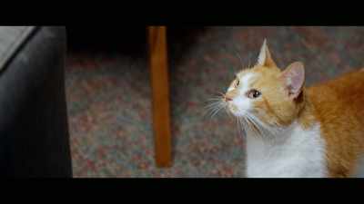 I think having an
animal in a fire station - Cat Daddies