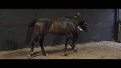 I think he's covering
three mares a day, - Horsepower