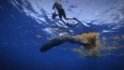 I think humans will begin to realize
that we have brethren in the sea - Secrets of the Whales
