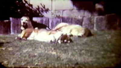 I think I fed them - Abducted in Plain Sight