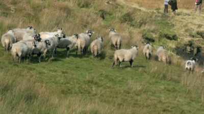 I think I'm getting
a little bit better every time. - Our Yorkshire Farm
