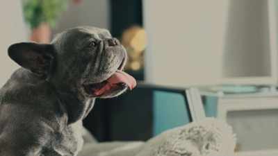 I think this is an area
where more research could be helpful. - Inside the Mind of a Dog