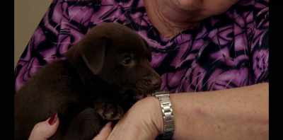 I think it's a psychological
need to be loved. - Koko: A Red Dog Story