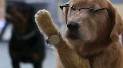 I think it's finally
time I retire. - Cats & Dogs 3: Paws Unite