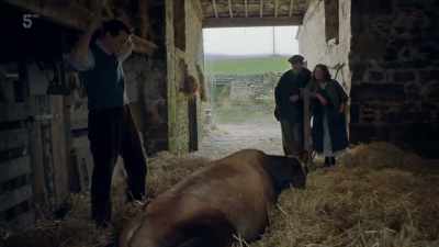 I think it's milk fever keeping
her down. - All Creatures Great & Small