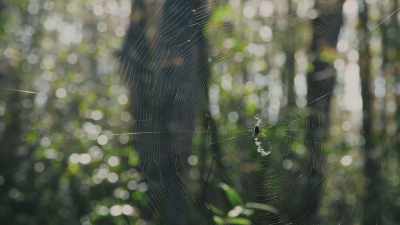 I think it's really easy to walk
into a place like this - Path of the Panther