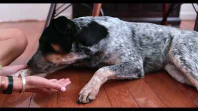 I think Jimmy will be like a best friend - Dogs