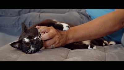 I think you just have to be
patient and calm with them. - Cat Daddies