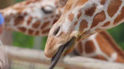 I think he knows, - Secrets of the Zoo