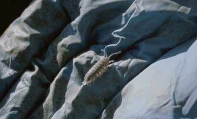 I think maybe it is due to the fact that,
as children, these things - Geographies of Solitude