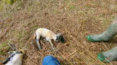 I think you might just want
to try it with... - Our Yorkshire Farm