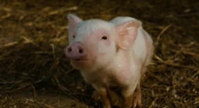 I think now is the time for me to say salutations - Charlotte's Web
