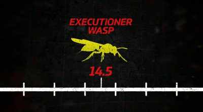 I think this one actually earned
the title of executioner wasp. - Kings of Pain