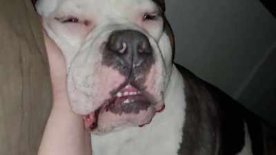 I think our celebrity
judges have to appreciate - 2022 American Rescue Dog Show